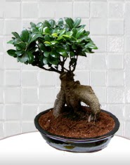 saks� �i�e�i japon a�ac� bonsai Temelli �i�ek�i ma�azas� 