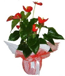 Antoryum saks� i� mekan s�s bitkisi ankara �i�ek�i Temelli ucuz �i�ek g�nder 