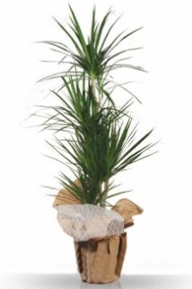 3 l� Marginata �� mekan saks� �i�e�i ankara �i�ek�i Temelli ucuz �i�ek g�nder 