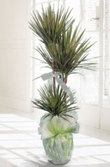 Marginata Tricolor ��l� Saks� bitkisi Ankara Temelli �i�ek sat��� online �i�ek�i , �i�ek sipari�i 