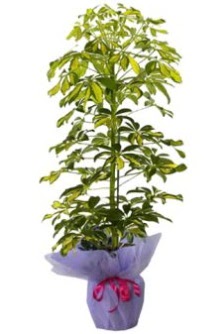 Schefflera Tekli �� mnekan saks� �i�e�i �i�ek�i Temelli �i�ek servisi , �i�ek�i adresleri 