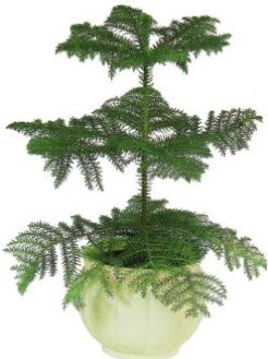 Araucaria Heterophylla i� mekan saks� Ankara Temelli hediye �i�ek yolla 
