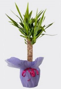 Yucca Tekli i� mekan saks� bitkisi Temelli ankara �i�ek�i telefonlar� yurti�i ve yurtd��� �i�ek sipari�i 