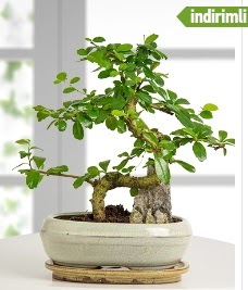 S �eklinde ithal ger�ek bonsai japon a�ac� Ankara Temelli kaliteli taze ve ucuz �i�ekler 