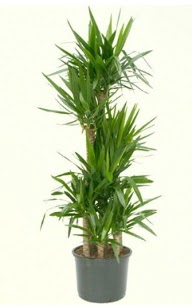 7 li yucca saks� bitkisi ankara �i�ek�i Temelli ucuz �i�ek g�nder 
