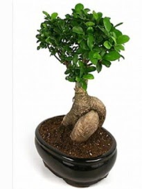 Bonsai saks� bitkisi japon a�ac� Temelli ankara �i�ek ma�azas� , �i�ek�i adresleri 
