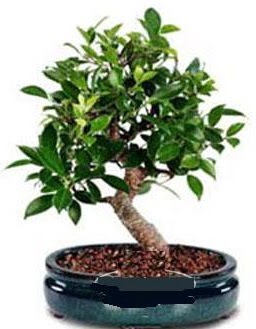 5 ya��nda japon a�ac� bonsai bitkisi ankara �i�ek yolla Temelli �i�ek�i telefonlar� 