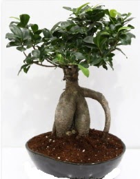 5 ya��nda japon a�ac� bonsai bitkisi Ankara Temelli kaliteli taze ve ucuz �i�ekler 