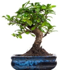 5 ya��nda japon a�ac� bonsai bitkisi Ankara Temelli 14 �ubat sevgililer g�n� �i�ek 