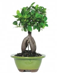5 ya��nda japon a�ac� bonsai bitkisi Temelli ankara �nternetten �i�ek sipari�i 