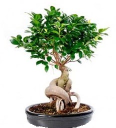 Bonsai Japon a�ac� saks� bitkisi Temelli ankara �i�ek sipari�i �i�ek g�nderme 