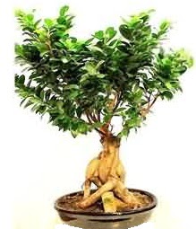 Bonsai Japon a�ac� saks� bitkisi Temelli ankara �i�ek ma�azas� , �i�ek�i adresleri 
