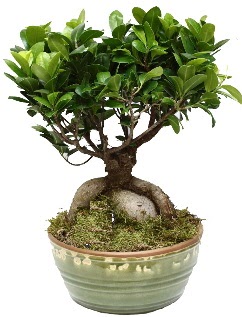 Japon a�ac� bonsai saks� bitkisi Temelli �i�ek sipari�i vermek 
