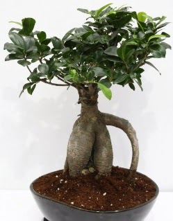 Japon a�ac� bonsai saks� bitkisi Temelli cicek , cicekci 