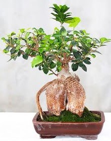 Japon a�ac� bonsai saks� bitkisi Temelli Ankara hediye sevgilime hediye �i�ek 