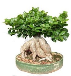 Japon a�ac� bonsai saks� bitkisi Ankara Temelli cicekciler , cicek siparisi 