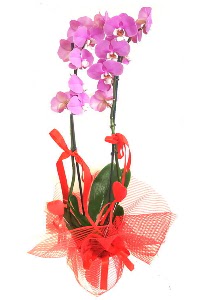 2 dall� mor orkide bitkisi Ankara Temelli 14 �ubat sevgililer g�n� �i�ek 