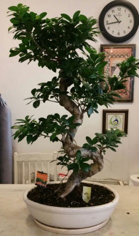 100 cm y�ksekli�inde dev bonsai japon a�ac� Temelli �i�ek sipari�i vermek 