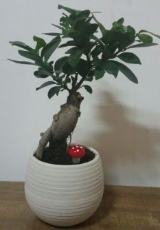 Bonsai japon a�ac� saks� �i�e�i Ankara Temelli online �i�ek g�nderme sipari� 