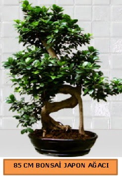 85 CM Japon a�ac� Bonsai saks� bitkisi Temelli Ankara hediye sevgilime hediye �i�ek 