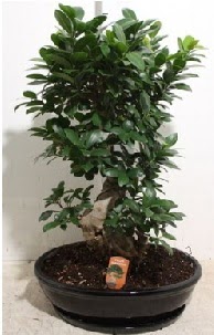 75 CM Ginseng bonsai Japon a�ac� Temelli �i�ek online �i�ek sipari�i 
