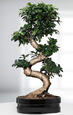 90 CM Japon A�ac� Bonsai saks� �i�e�i Ankara Temelli �i�ek sipari�i sitesi 