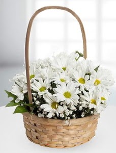 Sepet i�erisinde papatya �i�e�i Temelli ankara �i�ek sipari�i �i�ek g�nderme 