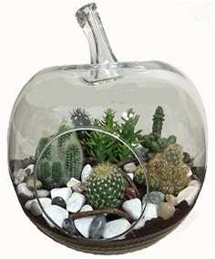 Terrarium tanzim elma camda 5 kakt�s Temelli ankara �i�ek ma�azas� , �i�ek�i adresleri 