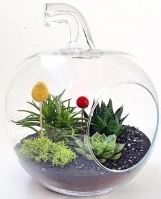 Elma Terrarium orta boy 5 kakt�s Ankara Temelli kaliteli taze ve ucuz �i�ekler 