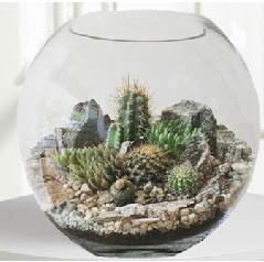 Cam fanus Terrarium 5 kakt�s Ankara Temelli hediye �i�ek yolla 