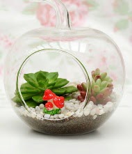 K���k elma terrarium 3 kakt�s Ankara Temelli �i�ek yolla , �i�ek g�nder , �i�ek�i  