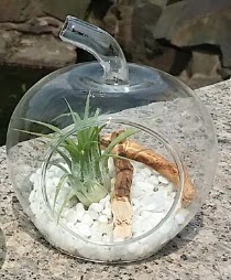Elma k���k boy terrarium 1 kakt�s �i�ek�i Temelli �i�ek servisi , �i�ek�i adresleri 