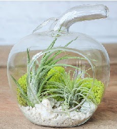 Elma terrarium k���k boy 2 kakt�s Temelli ankara �i�ek�i telefonlar� yurti�i ve yurtd��� �i�ek sipari�i 
