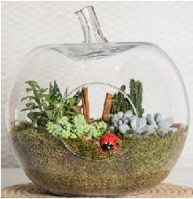 Elma terrarium orta boy 4 kakt�s Temelli ankara �i�ek ma�azas� , �i�ek�i adresleri 