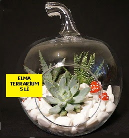 5 kakt�sl� Elma terrarium orta boy Ankara Temelli �i�ek yolla , �i�ek g�nder , �i�ek�i  