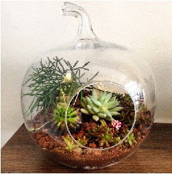Orta boy elma terrarium 3 kakt�sl� Ankara Temelli kaliteli taze ve ucuz �i�ekler 