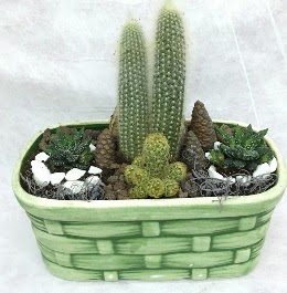 Seramik i�erisinde 5 kakt�sl� terrarium Ankara Temelli online �i�ek g�nderme sipari� 