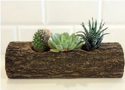 Ah�ap k�t�k 3 kakt�s terrarium Temelli �i�ek online �i�ek sipari�i 