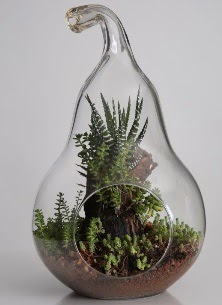 Armut cam k���k boy terrarium ankara �i�ek�i Temelli ucuz �i�ek g�nder 