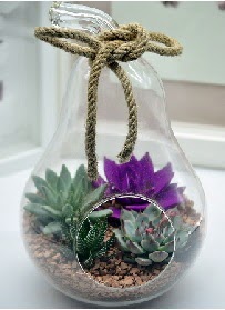 Orta boy armut 3 kakt�s terrarium Ankara Temelli kaliteli taze ve ucuz �i�ekler 