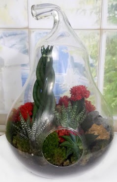 5 adet kakt�s orta boy armut terrarium Temelli ankara �i�ek ma�azas� , �i�ek�i adresleri 