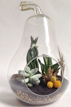 Orta boy armut 5 kakt�s terrarium Temelli Ankara hediye sevgilime hediye �i�ek 
