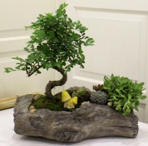 A�a� k�t�k i�erisinde Bonsai ve Kakt�s Ankara Temelli kaliteli taze ve ucuz �i�ekler 