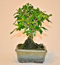 Zelco bonsai saks� bitkisi ankara �i�ek�i Temelli ucuz �i�ek g�nder 