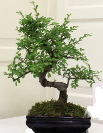 Bonsai saks� �i�e�i Temelli ankara �i�ek sipari�i �i�ek g�nderme 