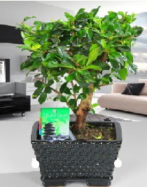 Bonsai japon a�ac� saks� bitkisi Ankara Temelli 14 �ubat sevgililer g�n� �i�ek 
