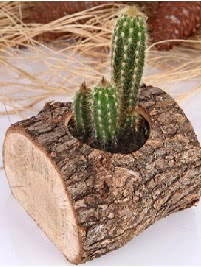 K�t�k i�erisinde 3 kakt�s terrarium �i�ek�i Temelli �i�ek servisi , �i�ek�i adresleri 