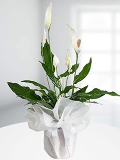 Spathiphyllum �i�e�i Bar�� �i�e�i ankara �i�ek yolla Temelli �i�ek�i telefonlar�  