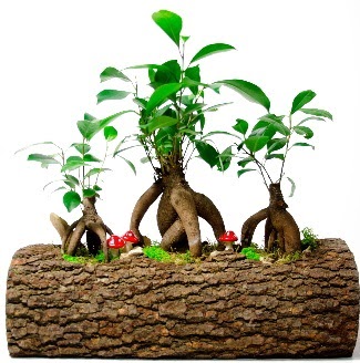 Do�al k�t�k i�inde 3 Bonsai Japon a�ac� Ankara Temelli kaliteli taze ve ucuz �i�ekler 