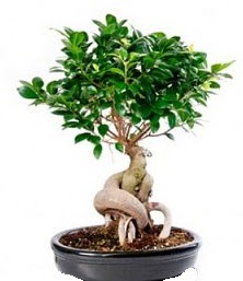 Bonsai japon a�ac� seramik i�inde Temelli ankara �i�ekleri g�venli kaliteli h�zl� �i�ek 